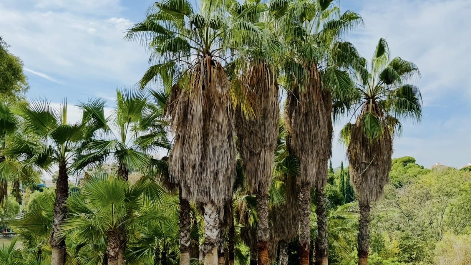 Palmy na Costa del Sol